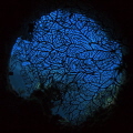 Coral covering port hole inside the Thistlegorm