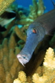 Trumpet Fish, Fakarava. Tuamotus, French Polynesia
Canon EOS 7D, EF S 60 mm Hugyfot Housing
1/80 Iso 125 f/16