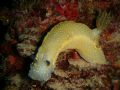 sea slug in south of France taken with a nikon s1 and its underwater case. I am an amateur who just started to dive and when I saw the slug I was in awe