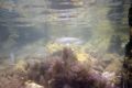 Image taken while snorkelling in Bay of Kotor in sout Adriatic.