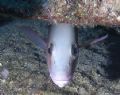 This gray snapper was hiding out in Bloody Bay off Little Cayman. He was just as surprised to see me as I was to see him. This was only my 5th picture taken underwater with my brand new Olympus 5060.