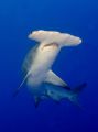 Great Hammerhead from North Bahamas