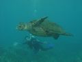 Summer with Sea Turtle/Sony F707 taken at Maui