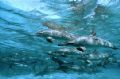 Pod of spinner dolphins taken at Samadai in the southern red sea with an F90x camera in a Sea and Sea housing.