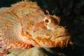 Rock Fish. Sipadan Malaysia. Nikon D100