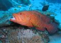 Coral Grouper - Similan Islands, Thailand. Taken with Olympus 5060 in Ikelite housing - no strobes, just flash.