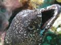 Spotted Moray Eel, Utila.