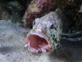 Potato grouper taken around St Johns, Red Sea