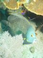 French Angel Fish/ Roatan, H.A. Sony F707