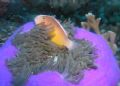 Orange anenomefish in magnificent anenome, Similan Islands, Thailand. Olympus 5060 with Ikelite housing. No strobes.