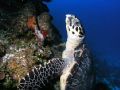 Half Moon Bay Wall, Roatan.