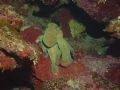 Octopus at night- Roatan, HA. Taken using Sony F-707 in Ikelite housing & single DS-125 strobe.