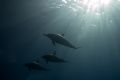 Hawaiian Spinner Dolphins under an early morning sunrise. Photo Capturted in Kealakekua Hawaii