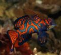 Mandarin male. Cannon 10D. Lembeh. Attacking my buddies red light