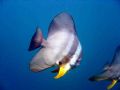 batfish