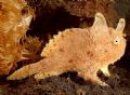 Rabbit or fish? Cannon 10D. Lembeh. juvenile hairy frog fish but is it a rabbit?