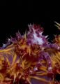 Soft Coral Crab taken on a night dive on the wreck of the Cedar Pride, Aqaba, Jordan. D70 with a 105 lens, Sea and Sea Housing and twin YS90 strobes.