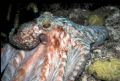 Caribbean Reef Octopus - Shot at night with a 35-80mm Canon Zoom Lens through a dome port on Fuji Velvia 50 slide film. I used a Canon Rebel II in an Ikelite SLR housing. The light was provided by an Ikelite Substrobe Ai on Full/TTL.