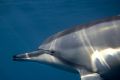 Full frame Hawaiian spinner dolphin in shallow water.