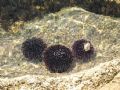 Sea urchins along coastline