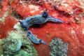 Two nudibranchs “grazing “ on sponges. The nudibranchs are commonly known as sea slugs, and although these two look very similar they may belong to two different species.