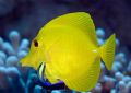 Yellow Tang being cleaned by a Hawaiian cleaner wrasse