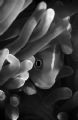 B&W clownfish,sulawesi 05,nikon d70