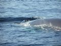 fin whale - Azores islands