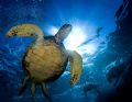 Turtle and the Sun - shot with 10.5mm on Maui's South shore