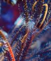 Gorgonia shrimp, North Sulawesi.