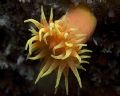 Orange Cup Coral, 105mm from Hawaii