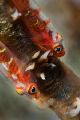 Twins - whip coral gobies South Maui - 105mm