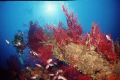 Red gorgones and anthias at 30 m; Planier Island, Marseille, Mediterraneen sea; Taken with 16mm on F100, Subal Housing, two strobes