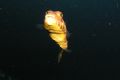 Puffer fish taken at the Azores islands