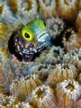 Secretary Blenny, Taken Grand Cayman.