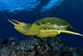 Rare Jackson's Green Sea Turtle -