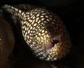 Tiny Moray Eel peering out from the darkness, 60mm, Hawaii