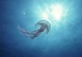 Jellyfish aiming to the sun; Blue coast, Marseille, Mediterraneen sea; Taken with 13mm on RS, no strobe