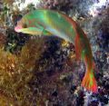 Clown Wrasse. A95 Canon