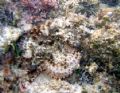 Spotted Scorpionfish, Excellent Camoflauge. Canon A95