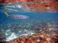 Ballyhoo. Canon a95. Notice the reflection of the reef on the underside of the water.