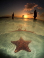 Sunset silhouettes... Starfish point, Grand Cayman