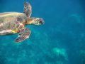 Green Sea Turtle, Olawalu, Maui, HI