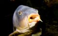 Big Bad Daddy beast attaching my camera at Sealife aquarium. Canon EOS20D 70mm