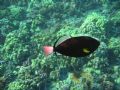 Box Jellyfish and Pinktail Triggerfish, Molokini Crater, Hawaii