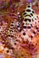 What a treat to find these dramatic Coleman's shrimp in a (relatively) slow moving Fire Urchin. A Zebra Crab was on board the same urchin, but couldn't be coaxed into the frame. D100 and 105 in a Titan housing.