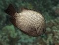 Hawaiian Domino Damselfish, 60mm, Big Island