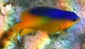 Cocoa Damselfish. Canon A95