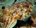 Cuttle Fish