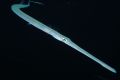 Smooth Cornetfish - Elphinstone